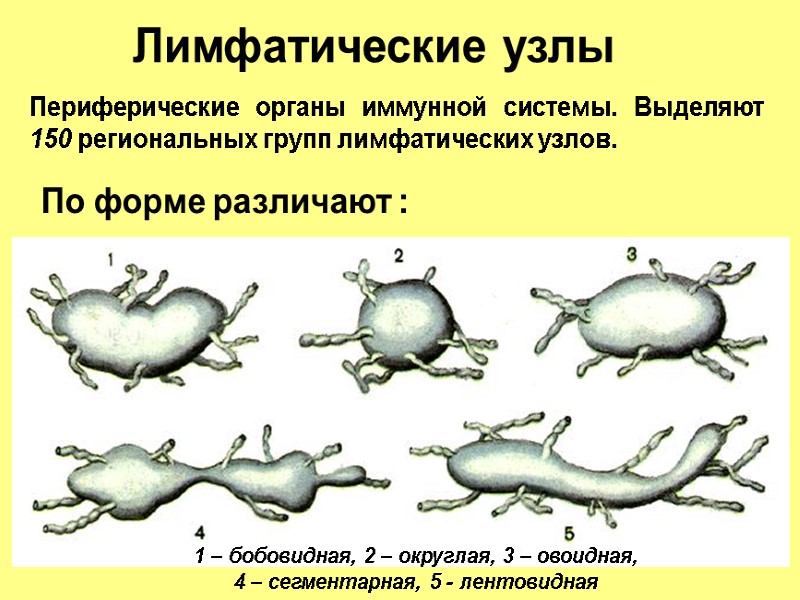 Лимфатические узлы 1 – бобовидная, 2 – округлая, 3 – овоидная, 4 – сегментарная,